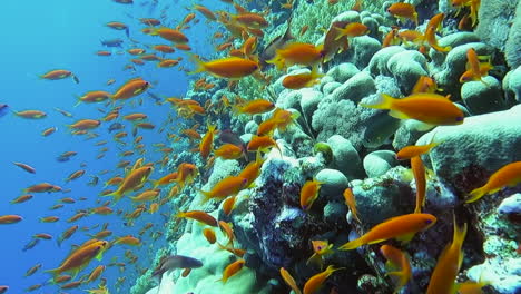 close view of sea goldie fish along a coral reef - underwater view