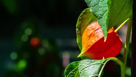 Zoom-in-on-a-red-orange-physalis