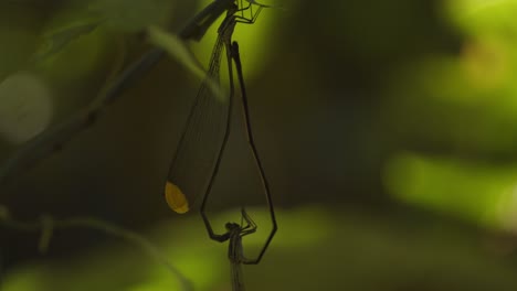 Two-damselflies-of-the-genus-Nehalennia-hang-under-a-plant-in-the-typical-mating-position