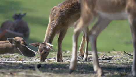 Cute-Young-Roes-grazing-on-grass-field-outdoors-during-sunny-day---Close-up