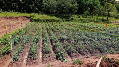 static scene of ginger field on sunny day