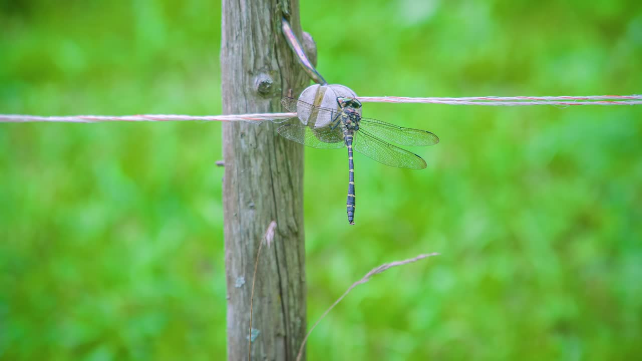 Dragonfly (Anisoptera) balancing on a wire fence on a green background