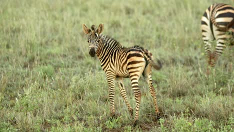Baby-Zebra-On-Wild-Savannah-In-Masai-Mara-National-Reserve,-Kenya