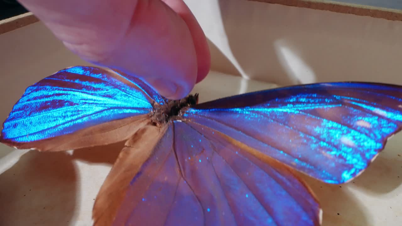 Insetto farfalla blu sezionato su un tavolo bianco