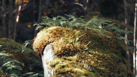 el musgo suave y los helechos verdes crecen en una gran piedra en el bosque de la tundra