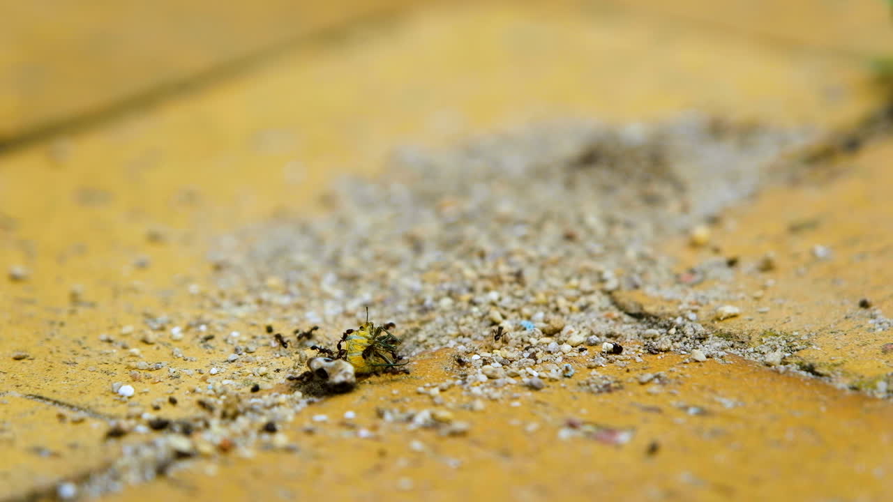 las hormigas emplean el trabajo en equipo para arrastrar presas muertas al agujero