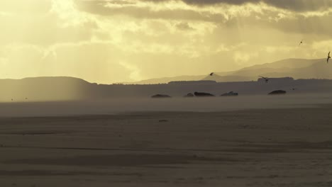 Slow-motion-shot-of-grey-seals-lying-down-resting-on-te-beach-with-birds-flying-above-during-sunset