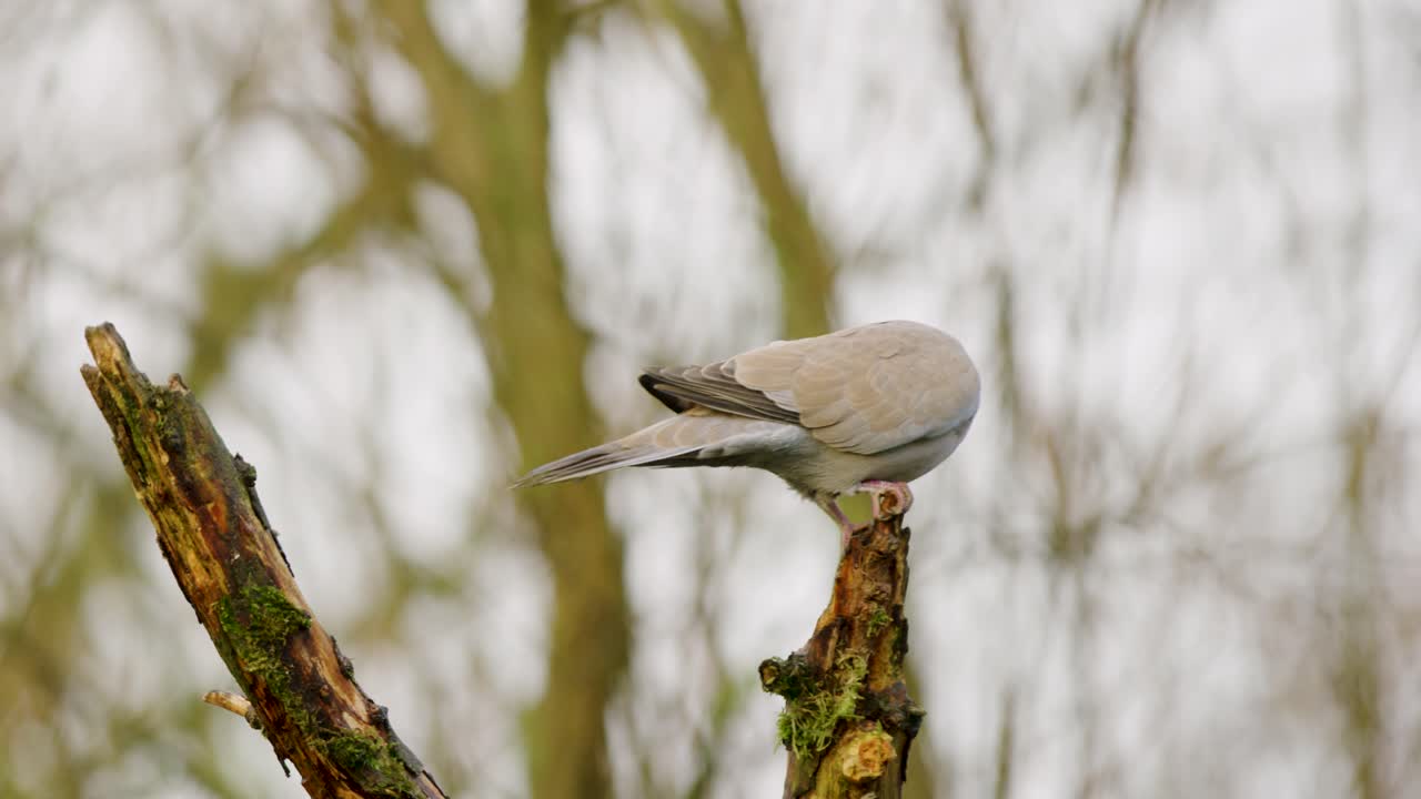 голуби, летящие на ветке дерева в лесу