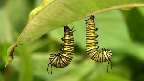 caterpillars hanging