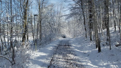 Paisaje-Invernal-Con-Camino-Sin-Pavimentar-Y-Arboles