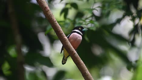 black-and-yellow broadbill, eurylaimus ochromalus, kaeng krachan national park