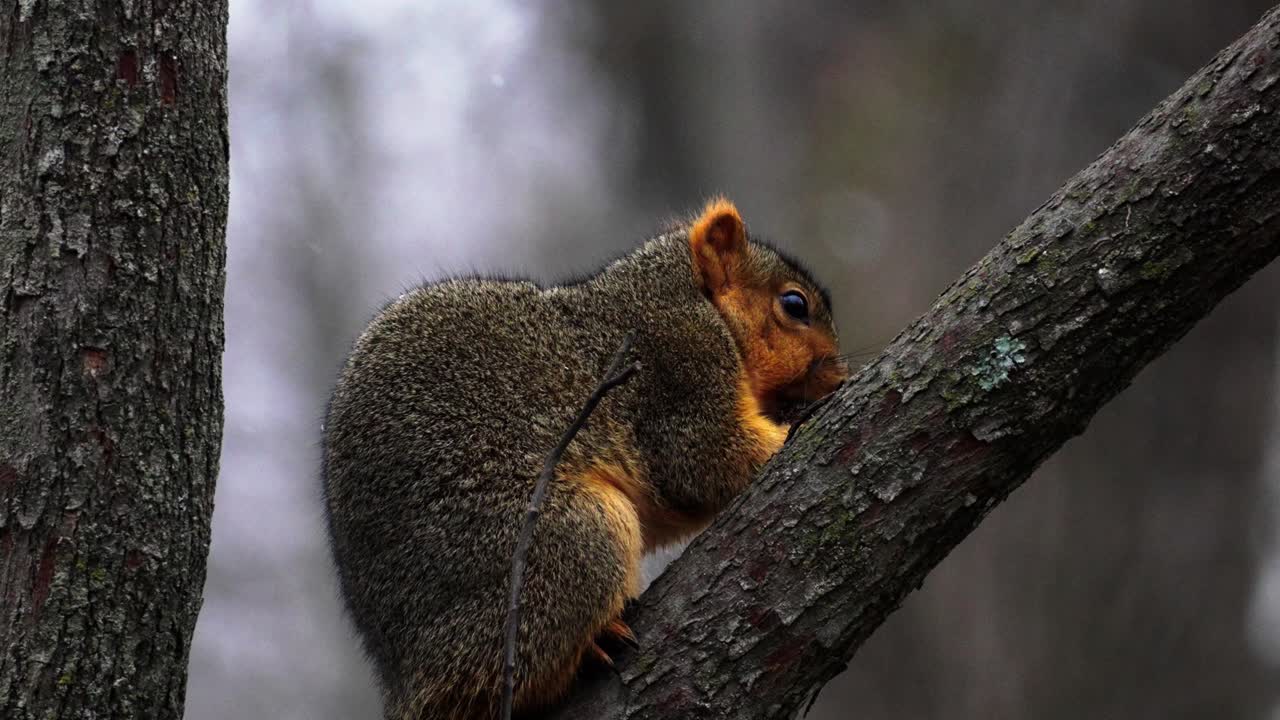 toma en cámara lenta de una ardilla roja comiendo nueces mientras se sienta con la nieve cayendo