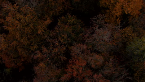 slow aerial footage over colorful forest during autumn season