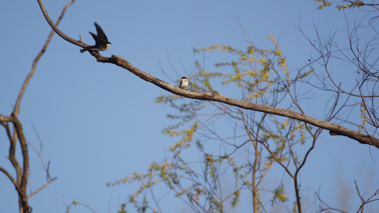 Witness the aerial artistry of purple martins in glorious springtime slow motion.