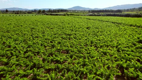 Panoramic-flyover-of-vines-in-trellis-formation,-with-long,-unkempt-branches-illuminated-by-beautiful-sunlight,-Maule-Valley,-Chile