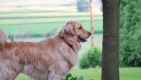 Golden-retriever-standing-outside