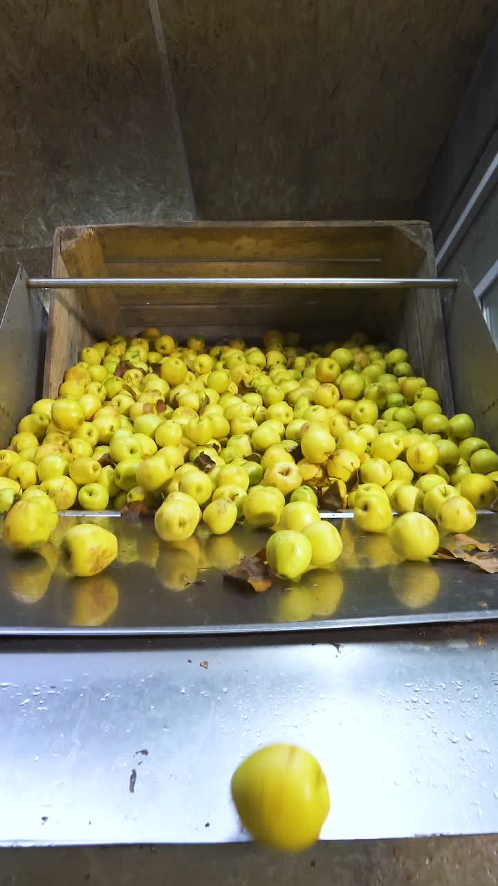 Automatic pouring of yellow apples from a box onto a metal conveyor container. Canning factory. Vertical video