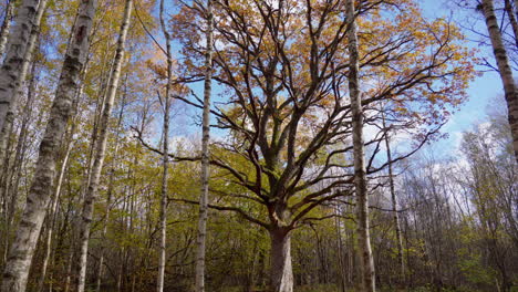 autumn forest walk towards an old magnificent oak tree through falling leaves