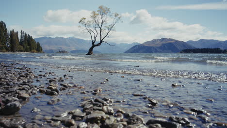 tree on a rock in a lake
