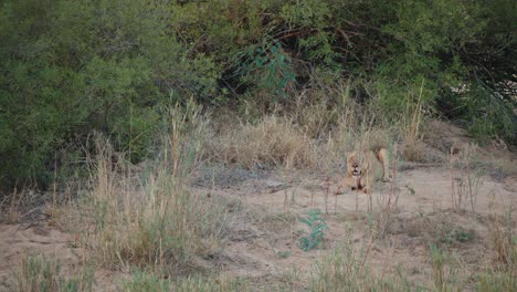 lion cub in african savanna