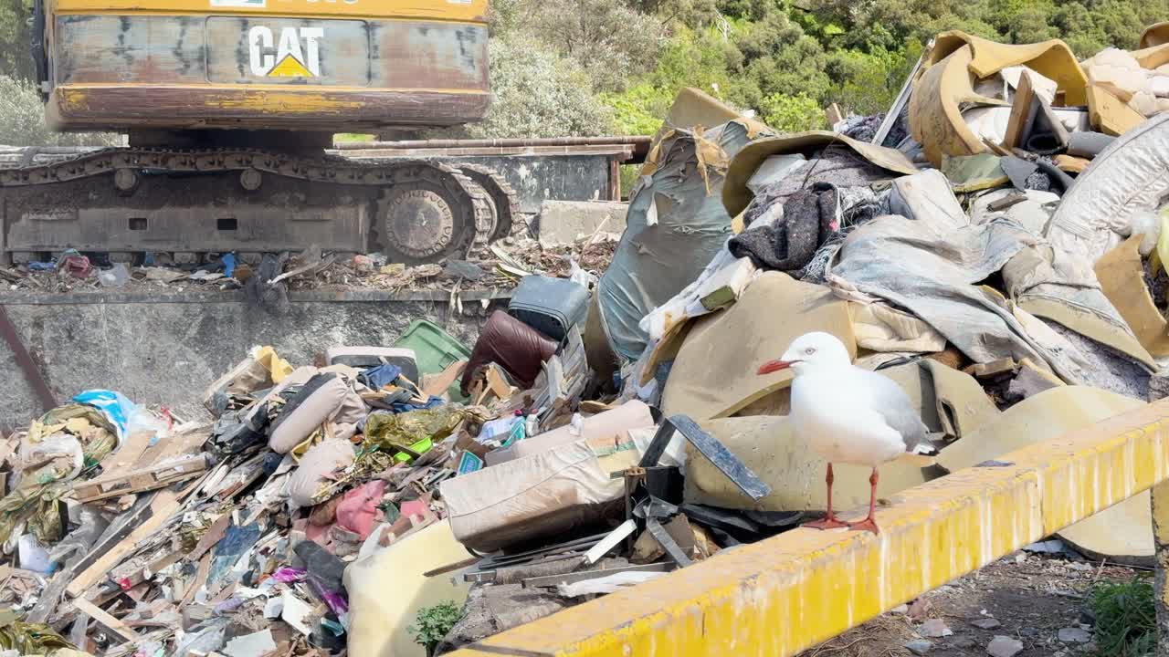 Seagull searches for food on landfill, surrounded by waste, daylight, static camera, environmental theme