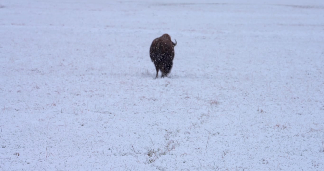 Wide shot of an American bison walking away into a heavy snowstorm. Atmospheric winter footage conveying endurance and the harsh beauty of the North American wilderness.