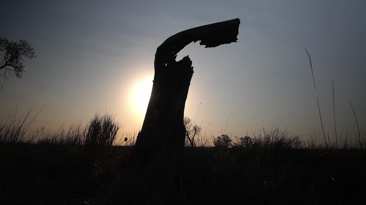 Traffic passes by a dead tree at the side of a route at sunset. Backlit, wide view.