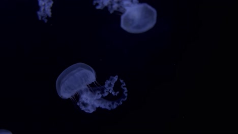 Medusas-En-Un-Tanque-De-Agua