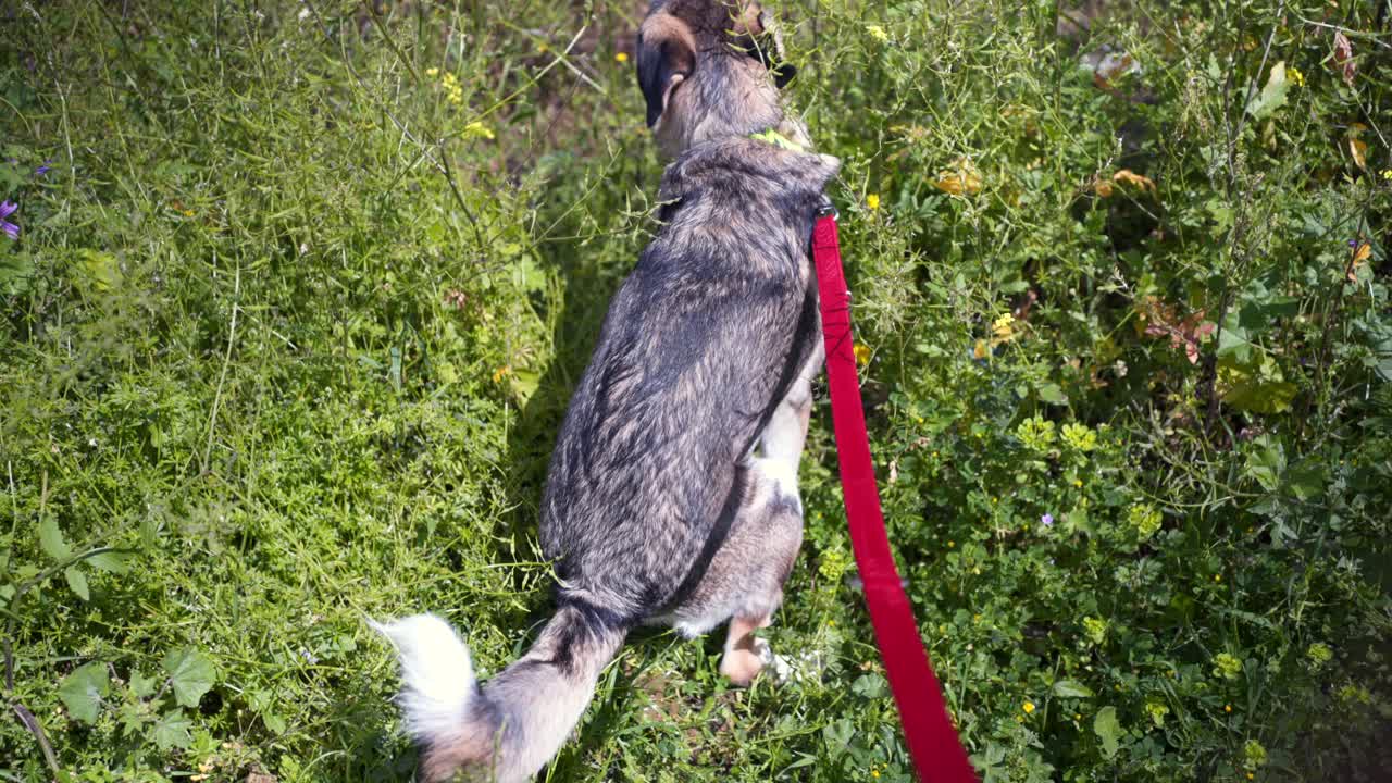 Back view, high angle footage of half breed Husky puppy dog on a leash, taking a poop on green field, close up isolated shot 4K