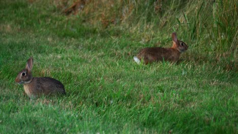 Ein-Waldkaninchen-Springt-Schnell-Herum,-Während-Ein-Anderer-Auf-Einer-Grünen-Wiese-Sitzt