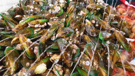 New-Zealand-green-lipped-mussels,-bivalve-mollusc,-shellfish-for-sale-in-NZ-supermarket-with-spraying-jets-of-water-to-keep-seafood-fresh