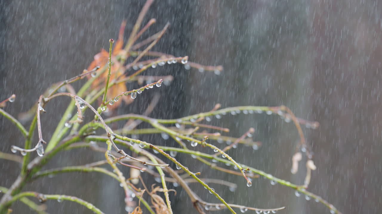 Raindrops on bare branches in a serene rainy day setting