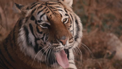 tigre bostezando cerca de la cara y los dientes