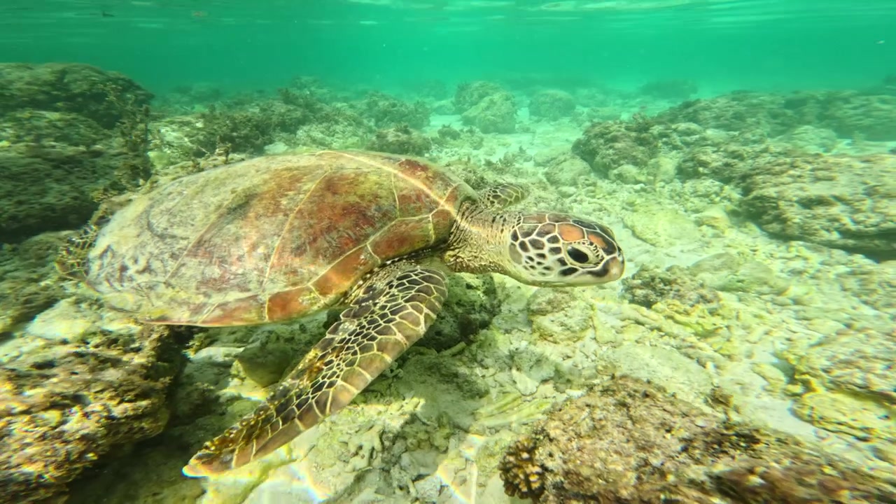 Female swimmer follows a sea turtle across coral seabed in turquoise water