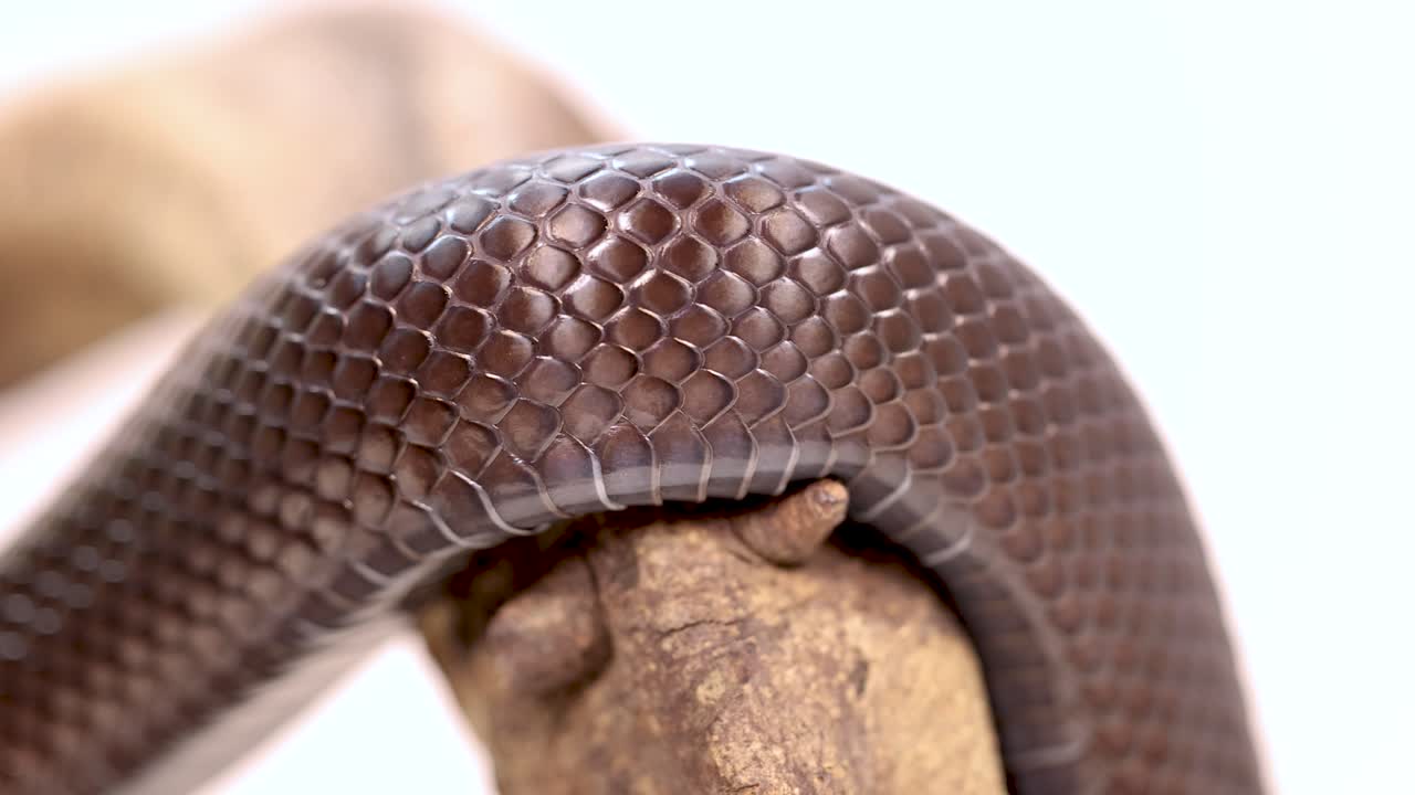 A Mexican Black Kingsnake gracefully moves along a branch in a well-lit, close-up shot