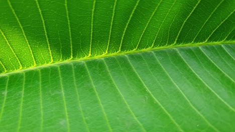 Beautiful-saturated-green-leaf-striped-yellow-with-veins-and-sunshine-glow-from-behind,-natural-texture-and-plant-patterns-slow-motion-gardening-footage