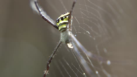 la araña se sienta en su telaraña esperando a la presa