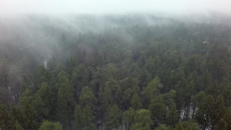 Aerial-winter-view-of-conifer-woodland-in-snowfall