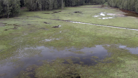 aerial: drone flying around a flooded field as birds take flight