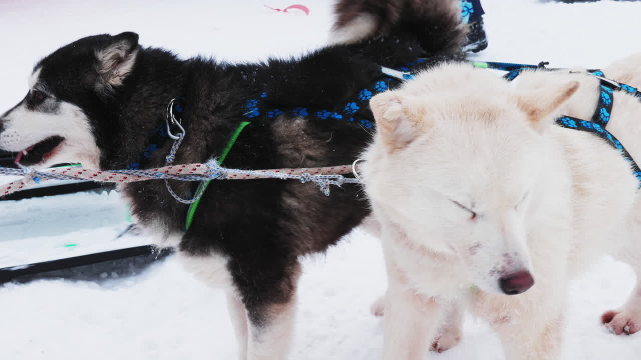 Sled Dogs in the Snow