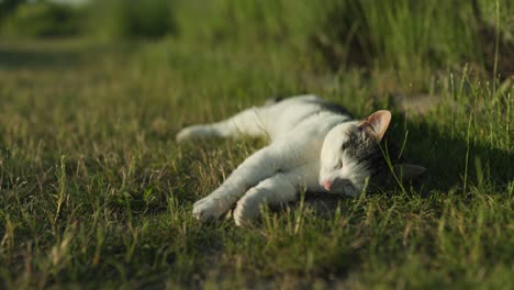 cat in the green grass in the hot summer