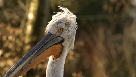 pelican close up super slow motion