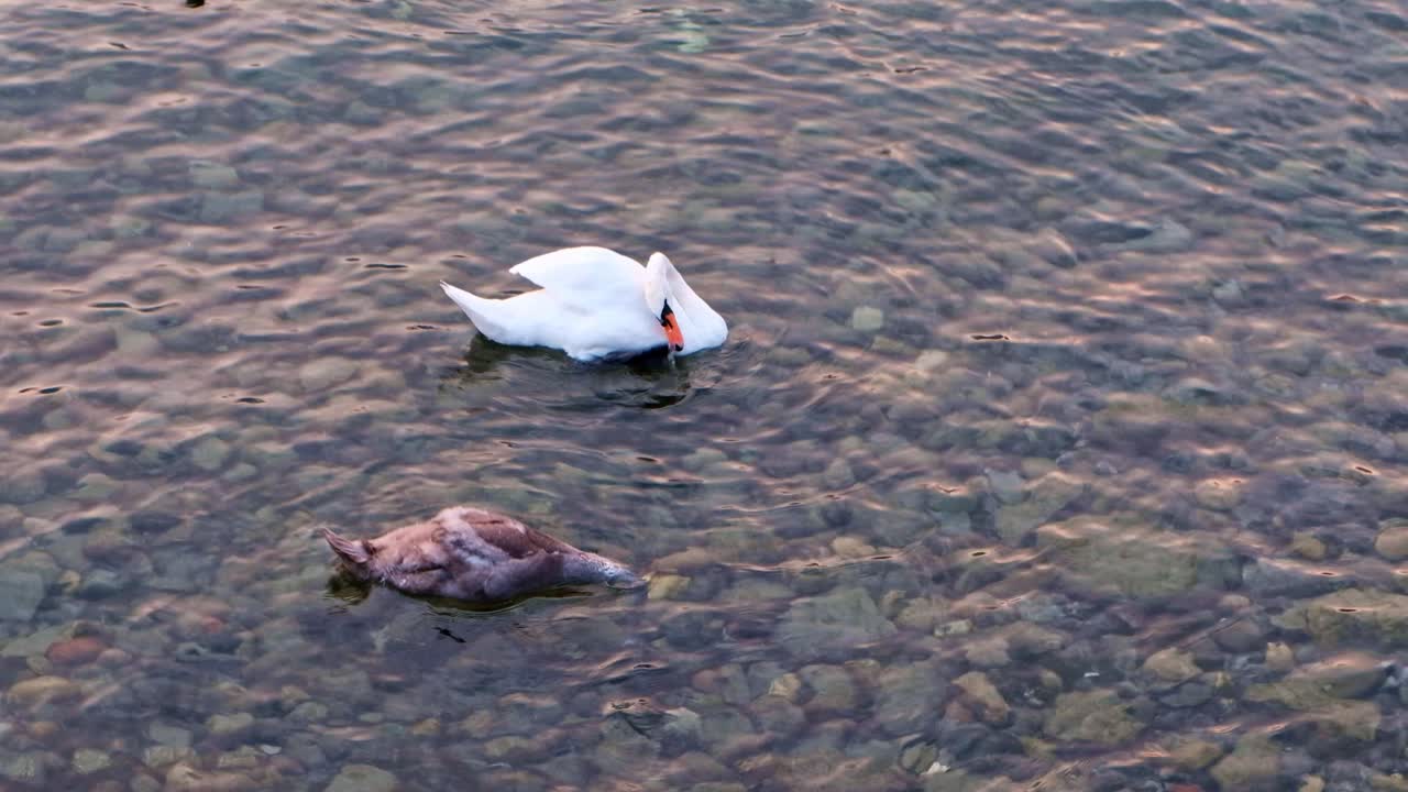 Close-up shot of the swan drinking water of Como lake at sunset in Lombardy, Italy