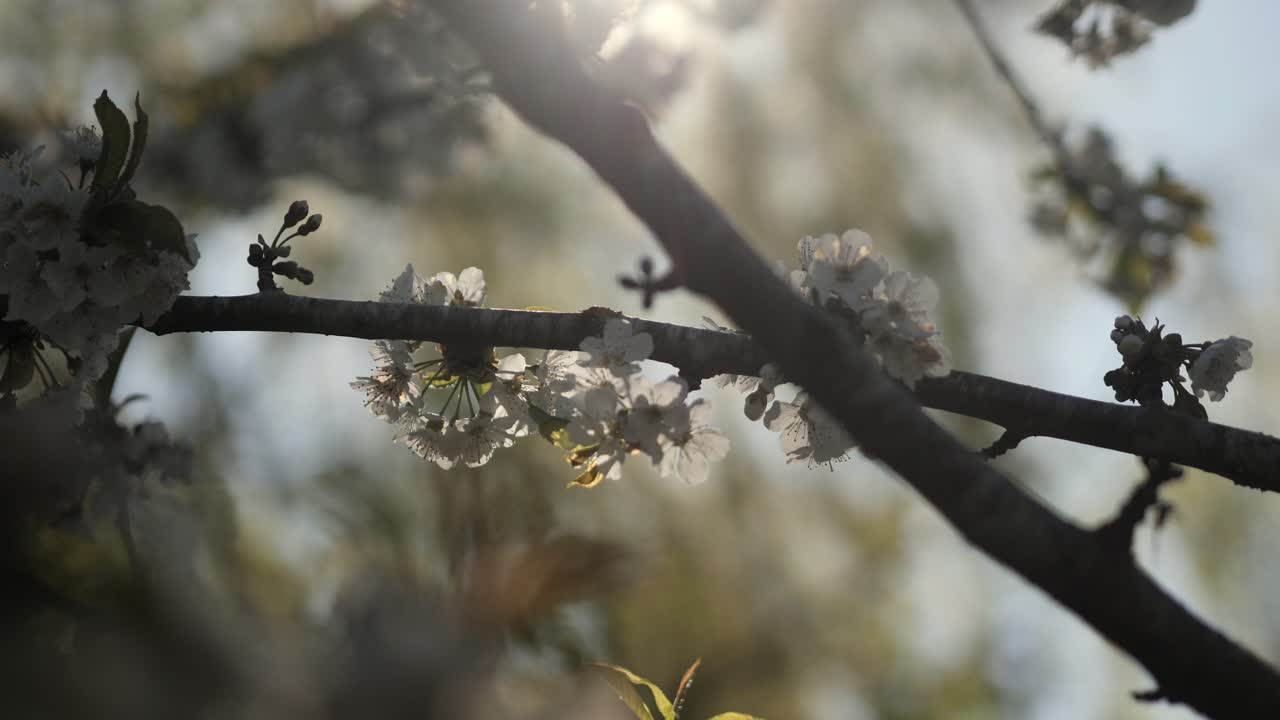 Cherry tree blossom, flowers on branch backlighted in evening light