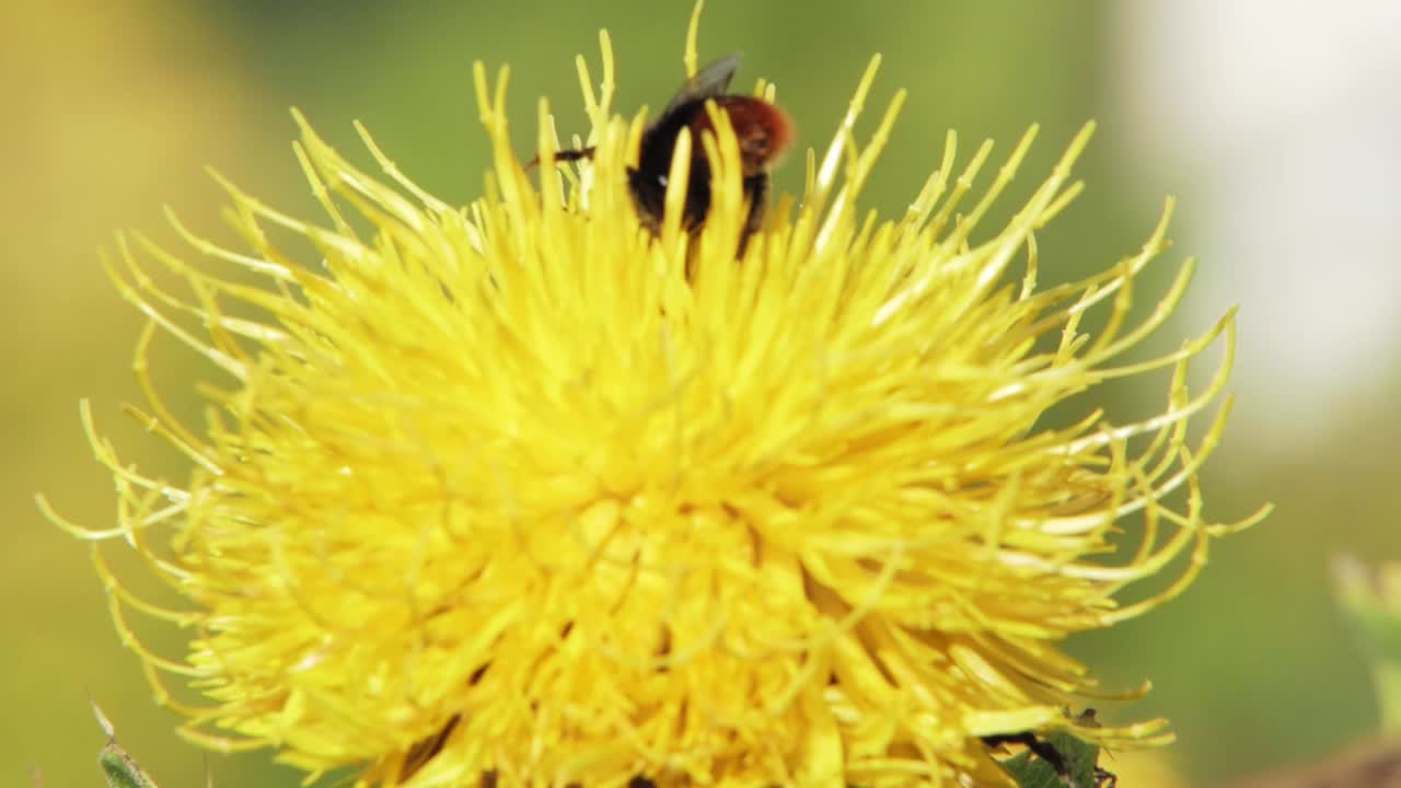 un primer plano macro de un abejorro en una flor amarilla en busca de comida