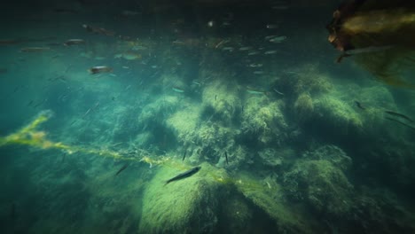 an underwater view of a small fish feeding, attacking, and jumping out of the water near the pier