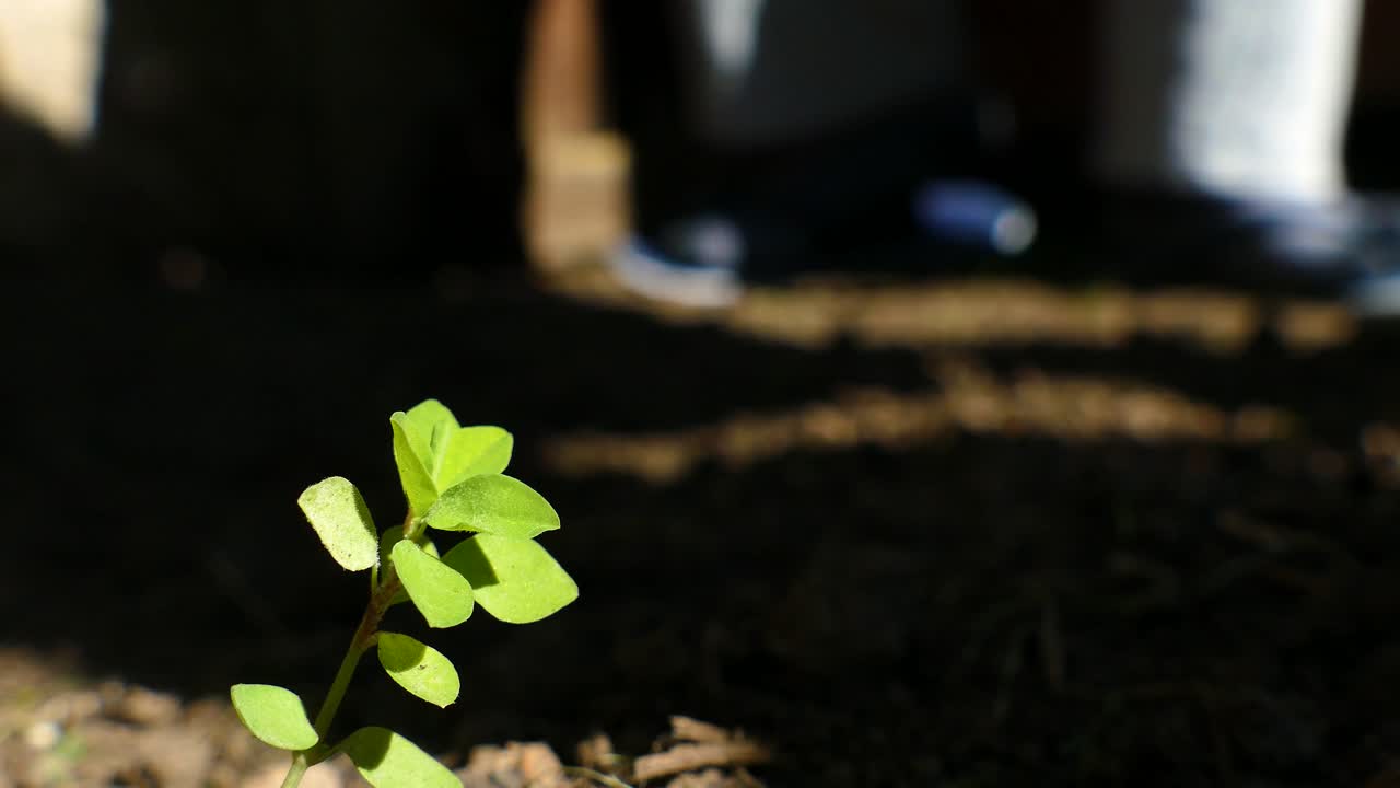 Foreground of a small weed plant with woman shadow walking past
