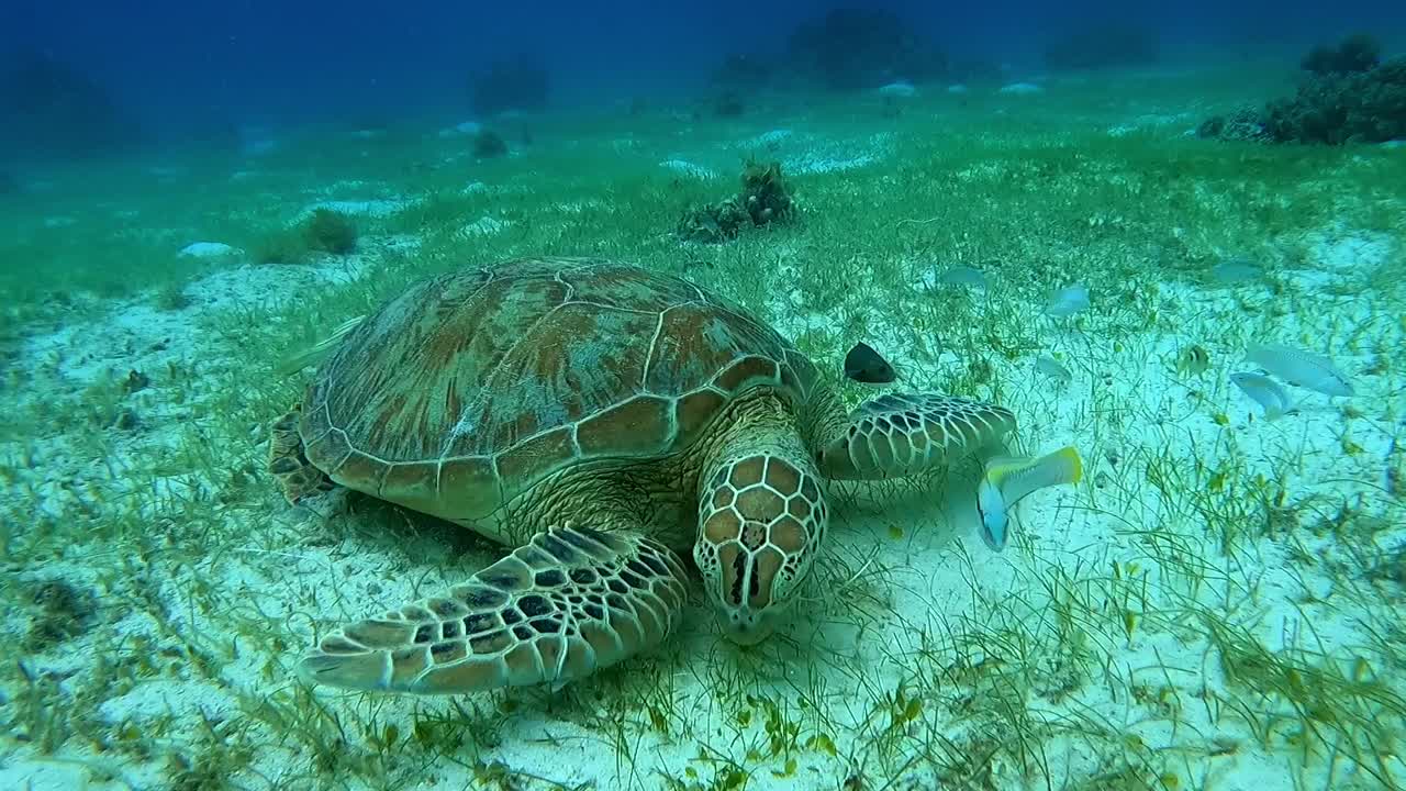 Close up shot of a Green Sea Turtle (Chelonia mydas) foraging on the seagrass from the ocean floor