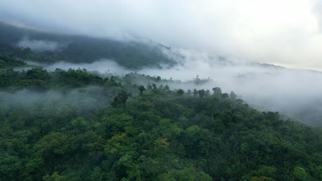 panorama of a tropical jungle enveloping misty clouds in catanduanes, philippines