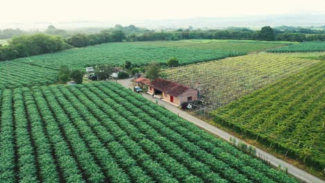 Enorme-Viñedo-En-Colombia-Las-Mejores-Uvas-De